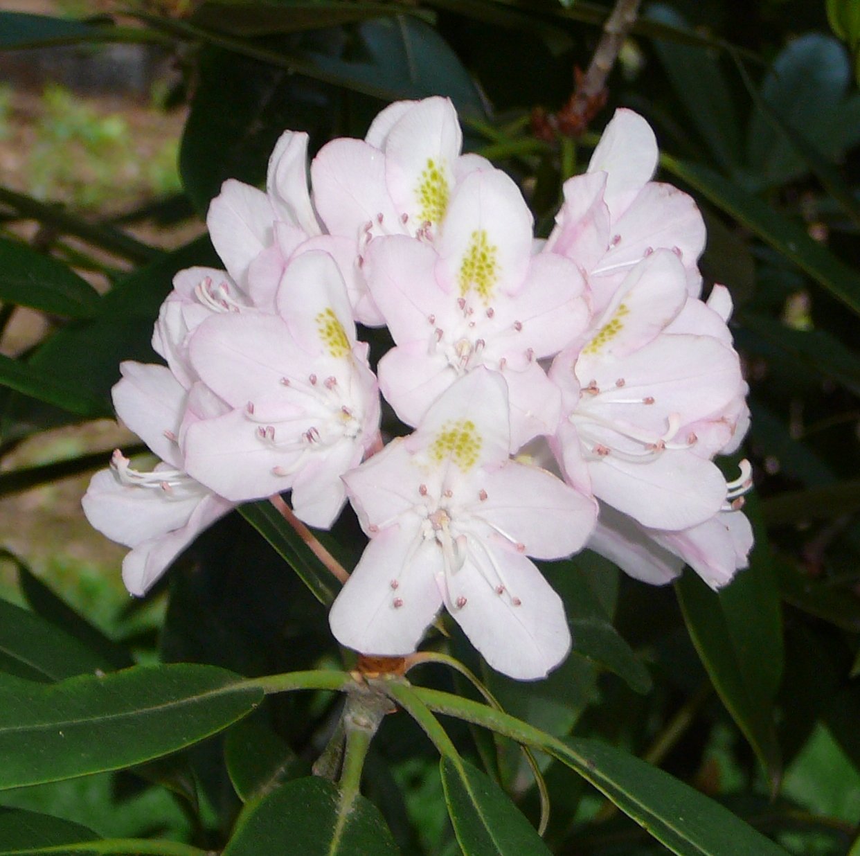 W-Rhododendron maximum-2